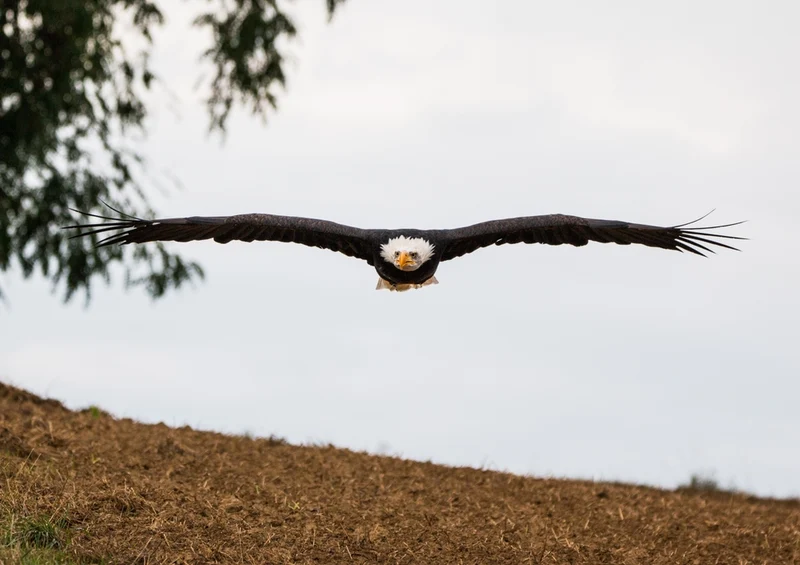 36446 Tierwelt - Adler Puzzle