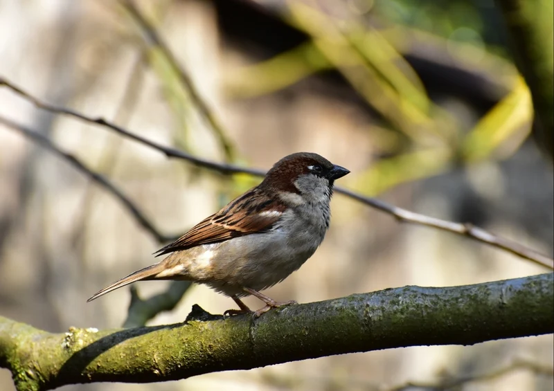 34889 Tierwelt - Spatz Puzzle