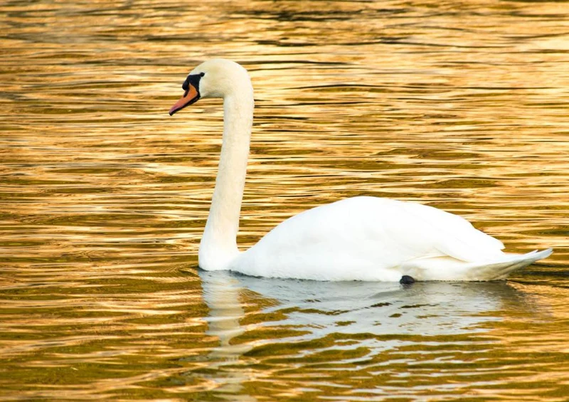 30584 Tierwelt - Schwan Puzzle
