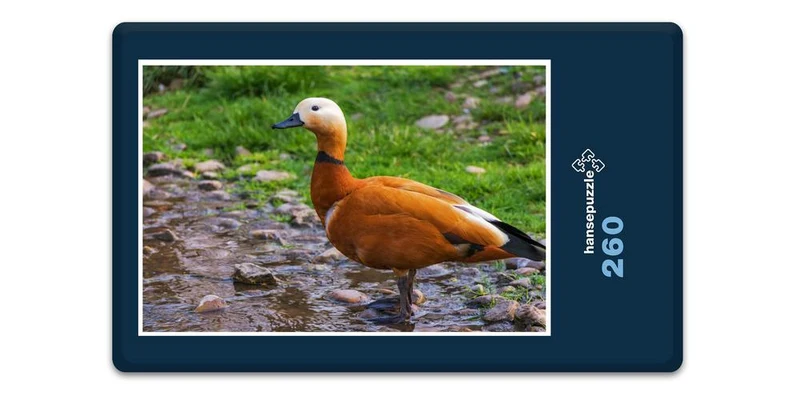 19112 Tierwelt - Rostgans Puzzle