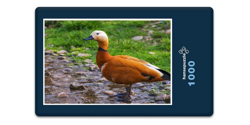 19112 Tierwelt - Rostgans Puzzle