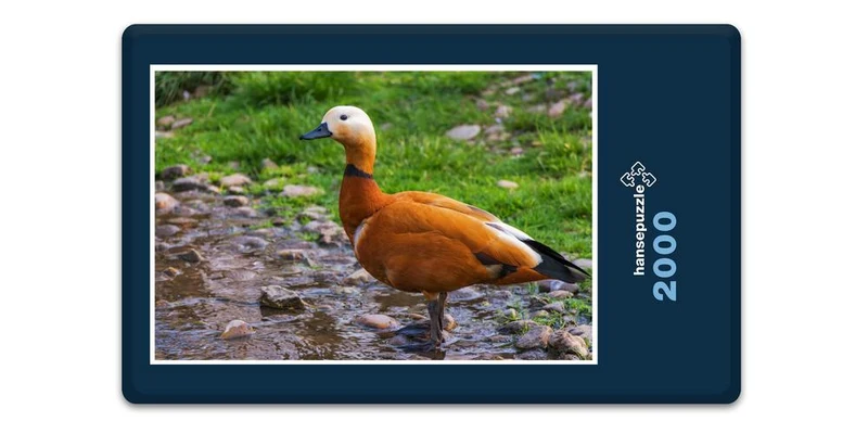 19112 Tierwelt - Rostgans Puzzle