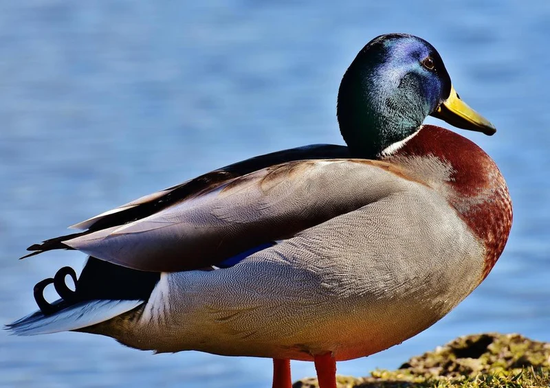 19099 Tierwelt - Ente Puzzle