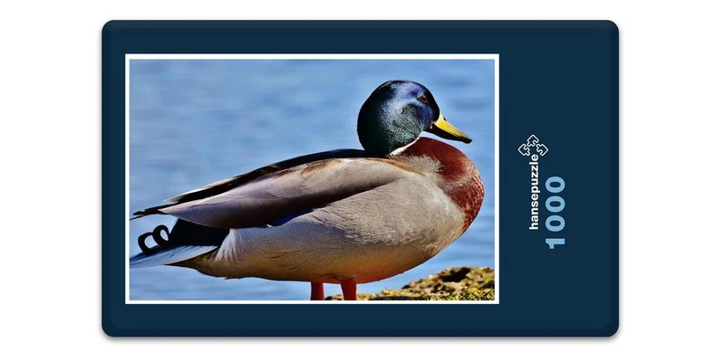 19099 Tierwelt - Ente Puzzle