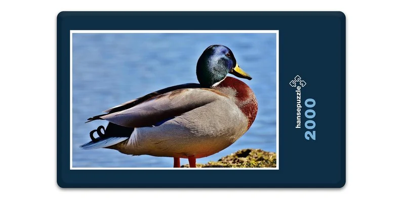 19099 Tierwelt - Ente Puzzle