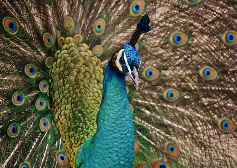 19094 Tierwelt - Pfau Puzzle