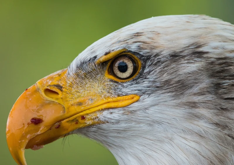 36289 Tierwelt - Adler Puzzle
