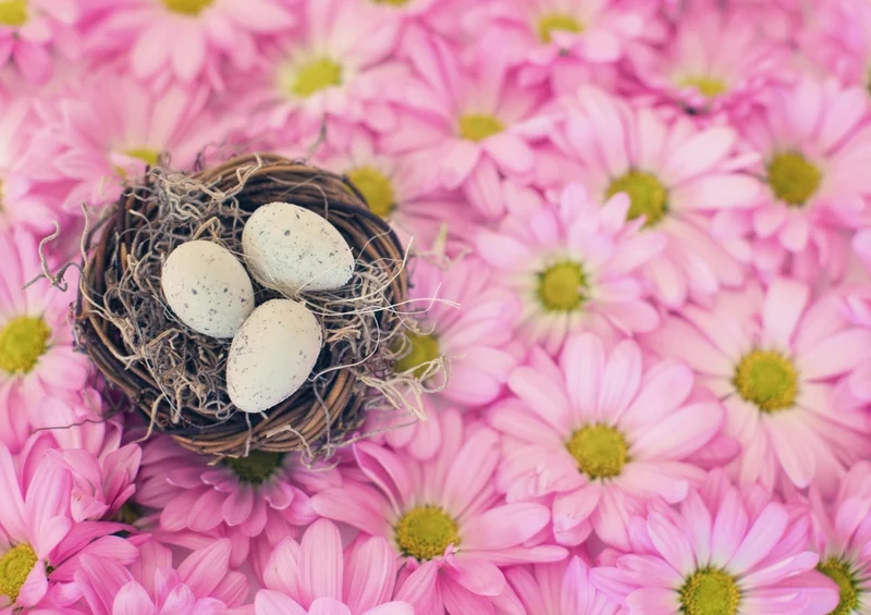 36284 Tierwelt - Vogelnest Puzzle