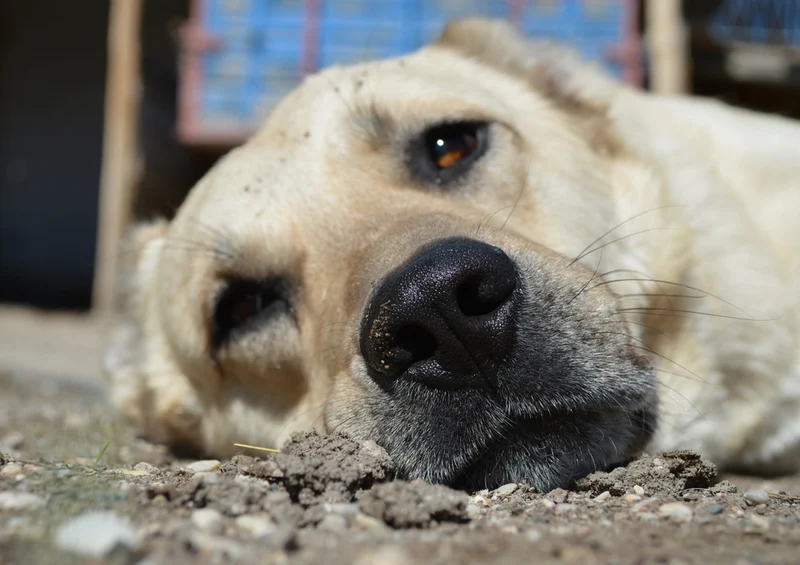 36091 Tierwelt - Hunde Puzzle