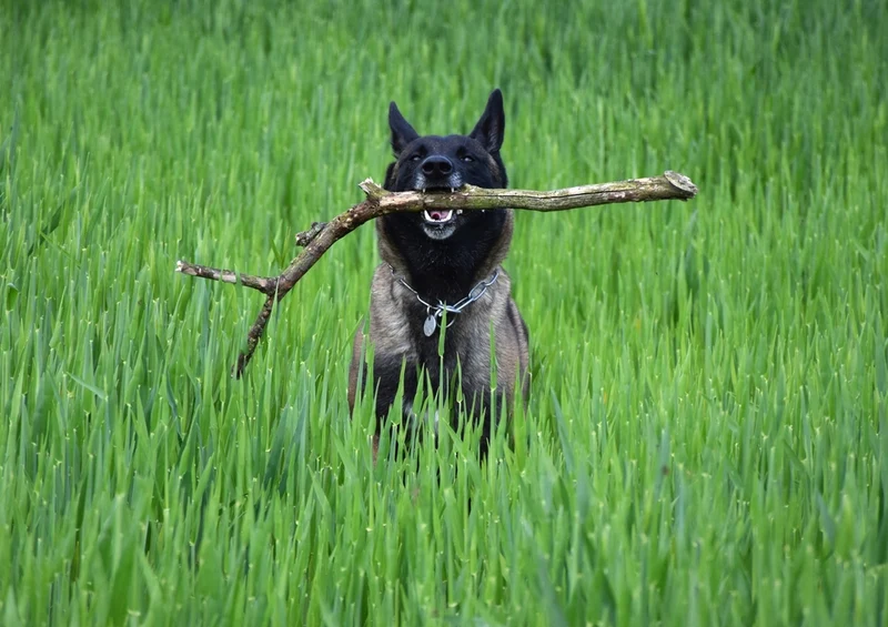 36079 Tierwelt - Hund Puzzle