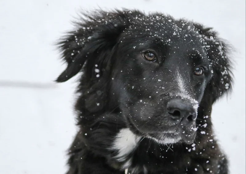 36074 Tierwelt - Border collie Puzzle