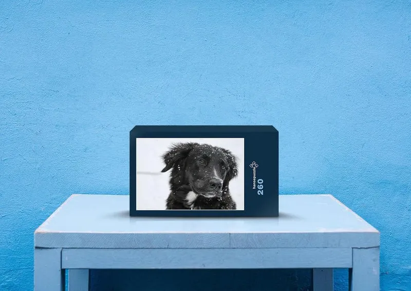 36074 Tierwelt - Border collie Puzzle