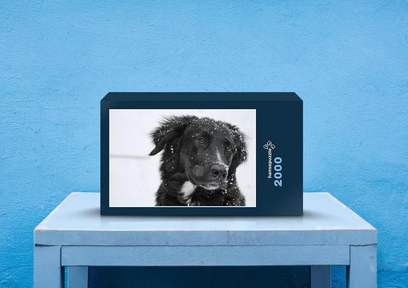 36074 Tierwelt - Border collie Puzzle