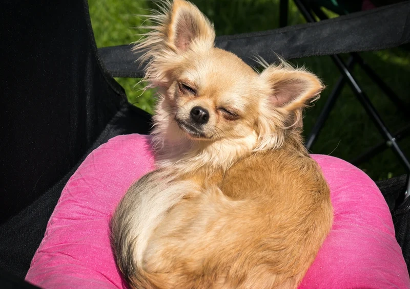 36069 Tierwelt - Chihuahua Puzzle