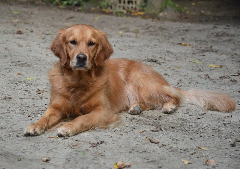 36064 Tierwelt - Golden retriever Puzzle