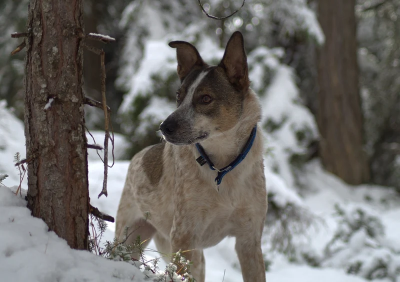 36059 Tierwelt - Hund im schnee Puzzle