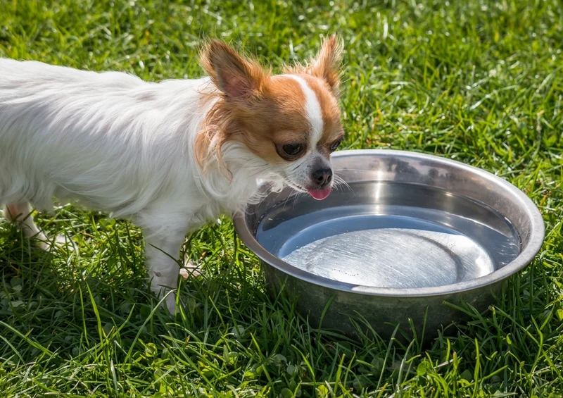 36054 Tierwelt - Chihuahua Puzzle