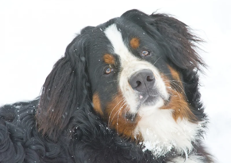 36049 Tierwelt - Hund portrait Puzzle