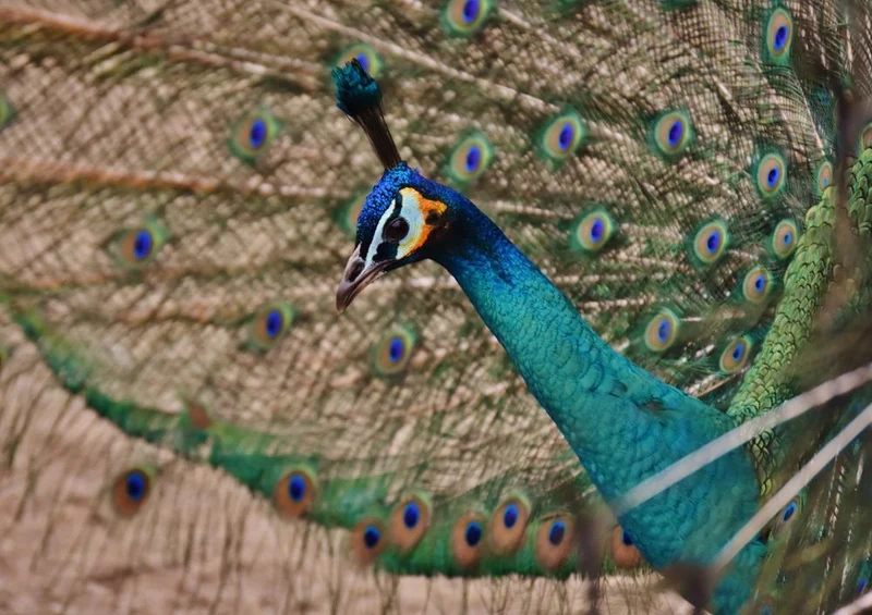 30687 Tierwelt - Pfau Puzzle