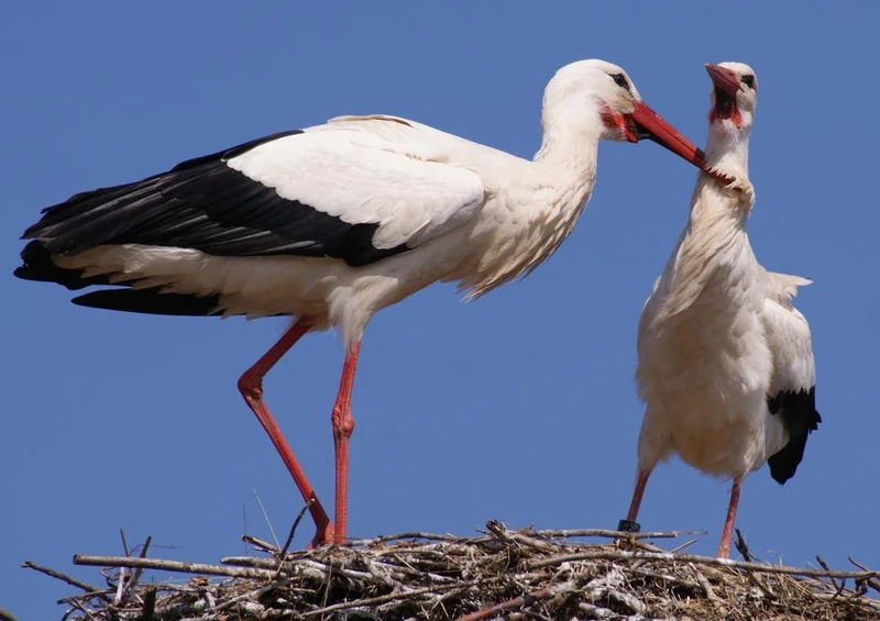 24414 Tierwelt - Storch im Nest Puzzle