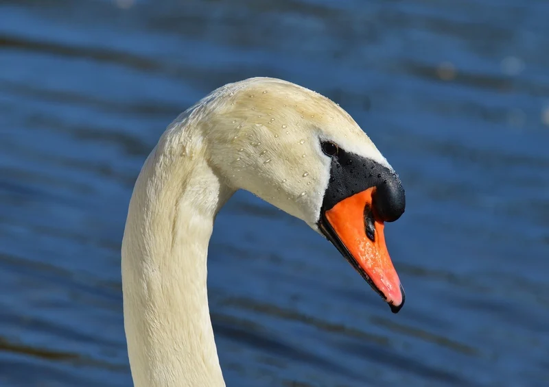 36614 Tierwelt - Schwan Puzzle