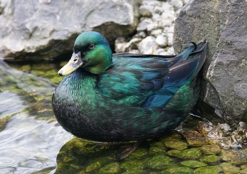 36609 Tierwelt - Smaragdente Puzzle