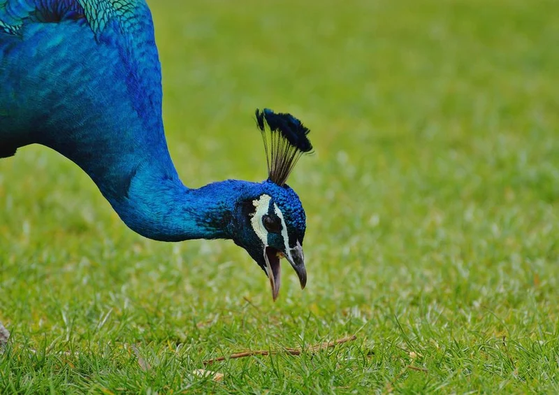 30682 Tierwelt - Pfau Puzzle
