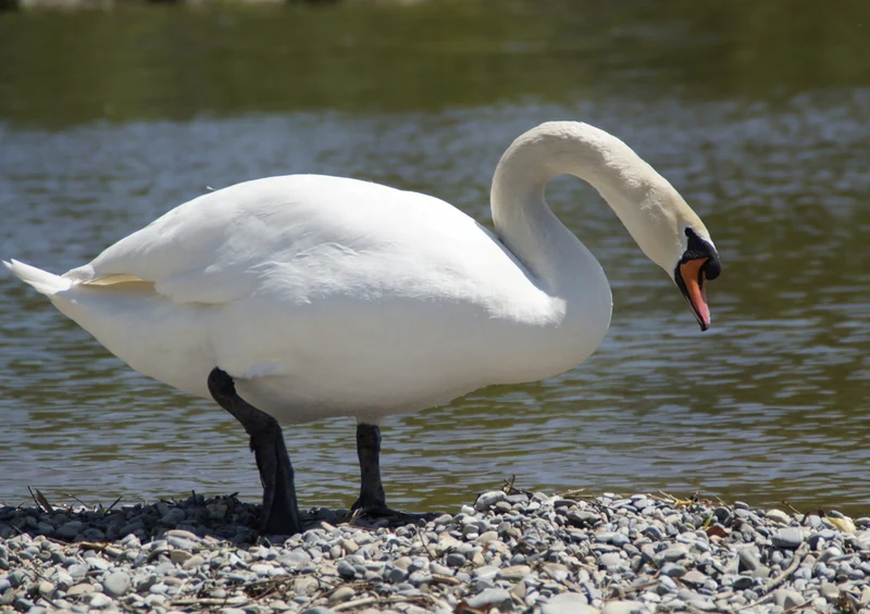 36434 Tierwelt - Schwan Puzzle