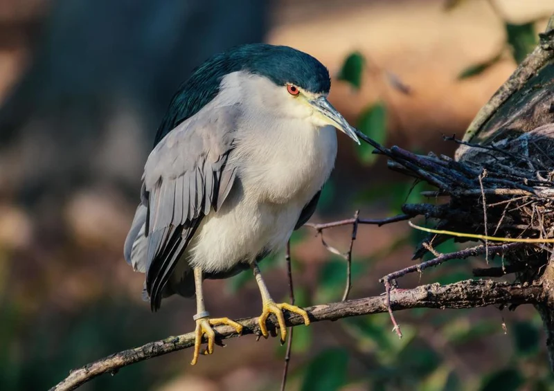 30647 Tierwelt - Vogel Puzzle