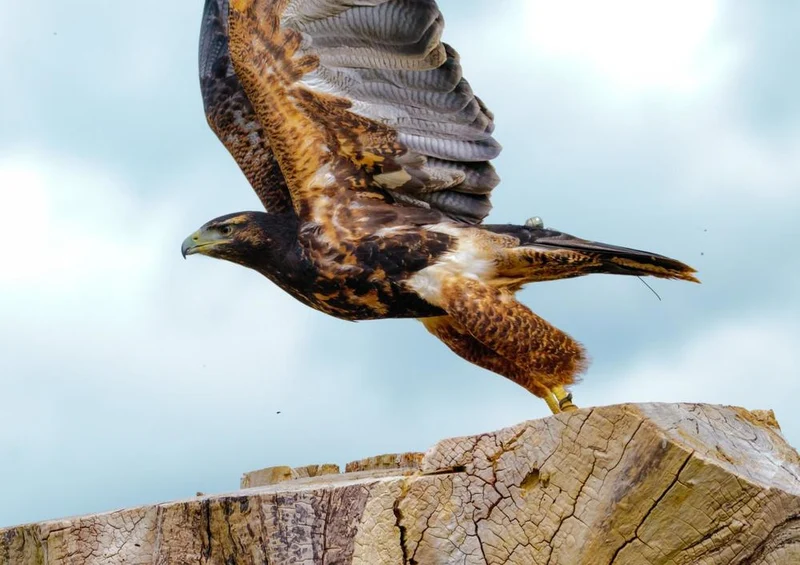 30642 Tierwelt - Fischadler Puzzle