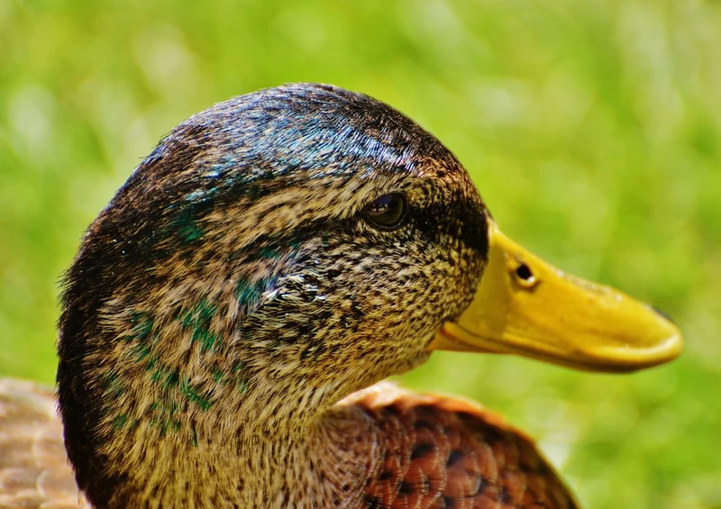 36417 Tierwelt - Ente Puzzle