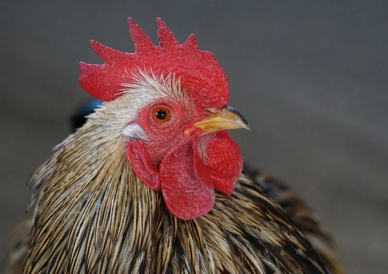 34884 Tierwelt - Huhn Puzzle