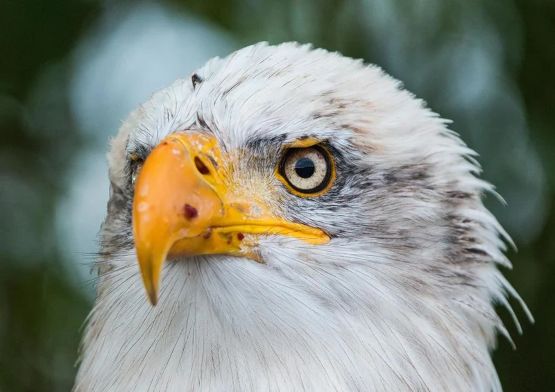 18082 Tierwelt - Weißkopf-Seeadler Puzzle