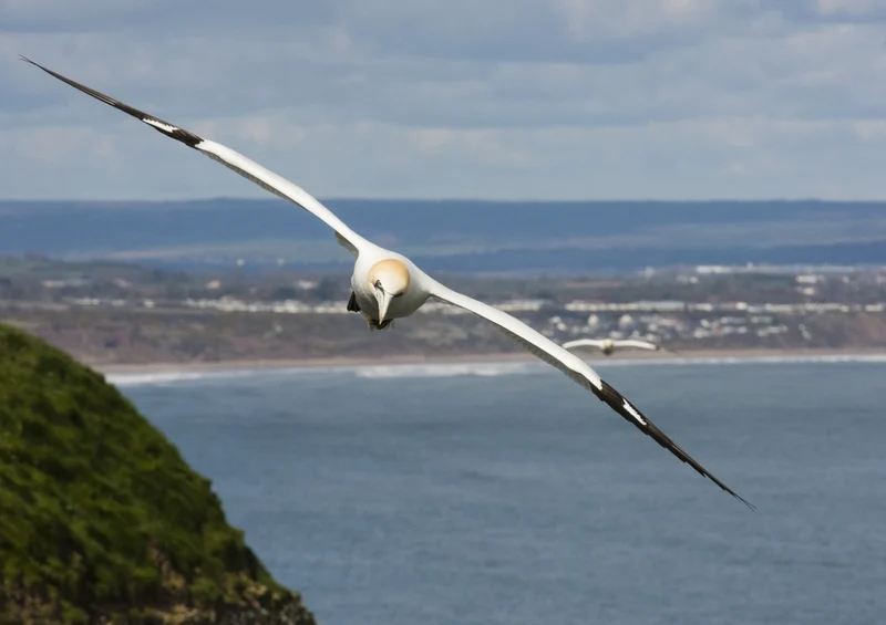 34879 Tierwelt - Gannet Puzzle