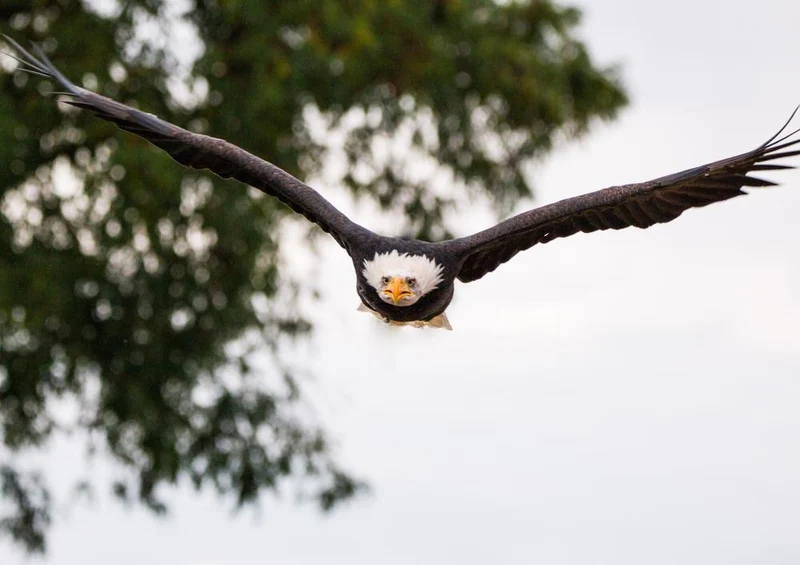 18081 Tierwelt - Weißkopf-Seeadler Puzzle