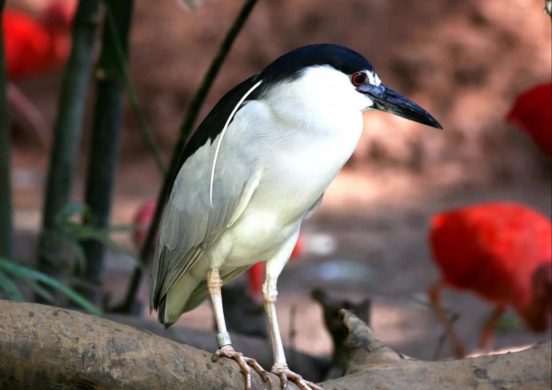 19485 Tierwelt - Tropen-Vogel Puzzle