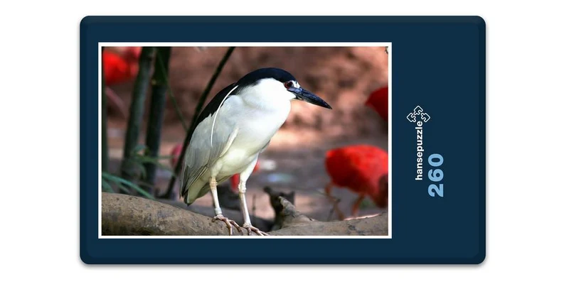 19485 Tierwelt - Tropen-Vogel Puzzle