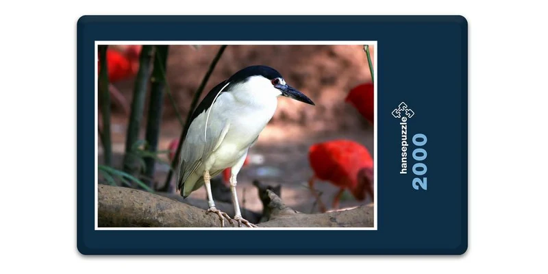 19485 Tierwelt - Tropen-Vogel Puzzle