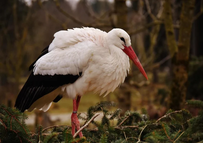 19084 Tierwelt - Storch Puzzle