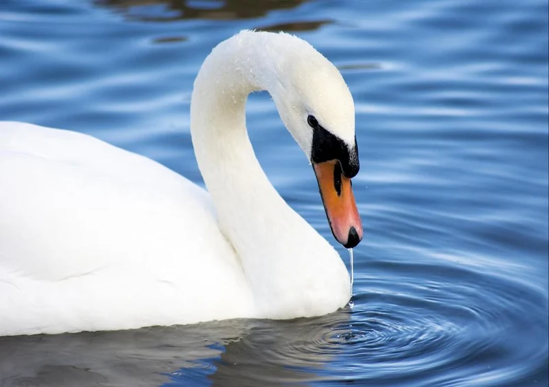 19079 Tierwelt - Schwan Puzzle