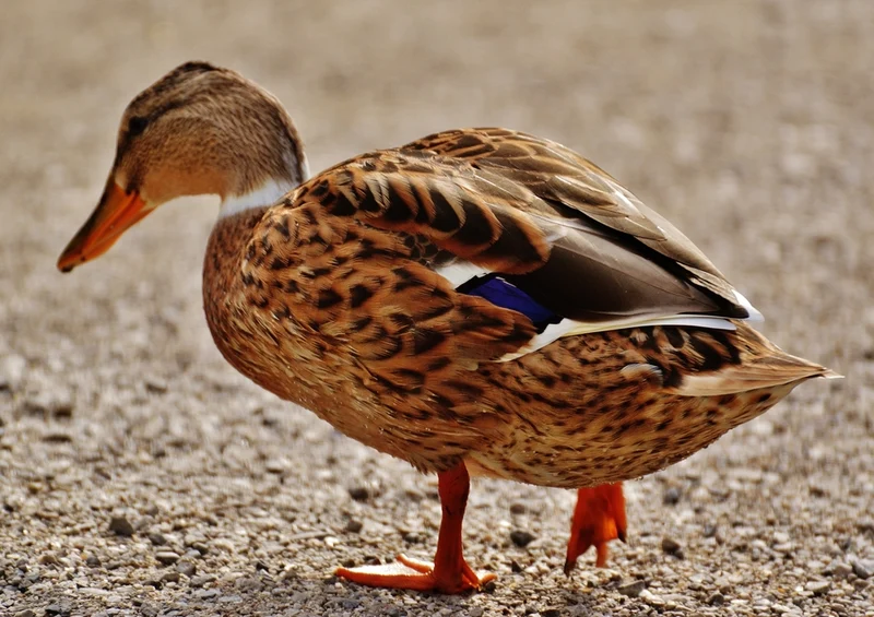 36274 Tierwelt - Ente Puzzle