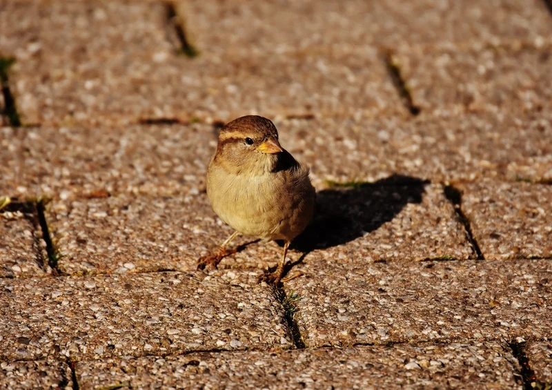 36259 Tierwelt - Spatz Puzzle