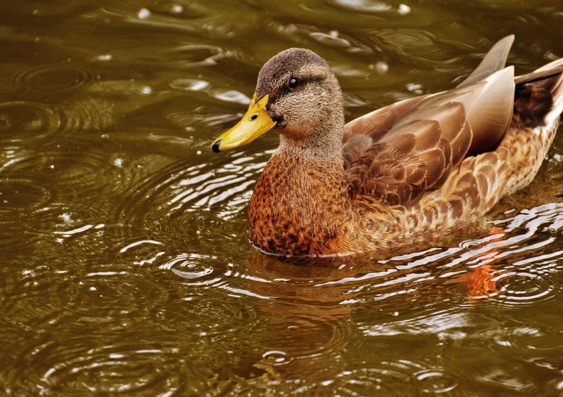 36254 Tierwelt - Ente Puzzle