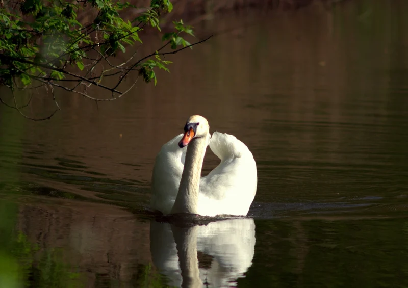 36249 Tierwelt - Schwan Puzzle