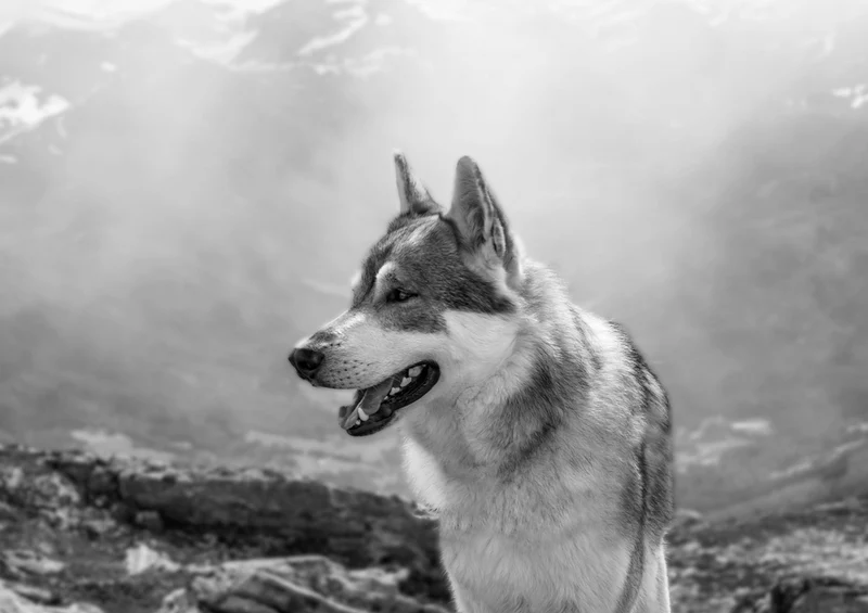 35490 Tierwelt - Wolf Puzzle