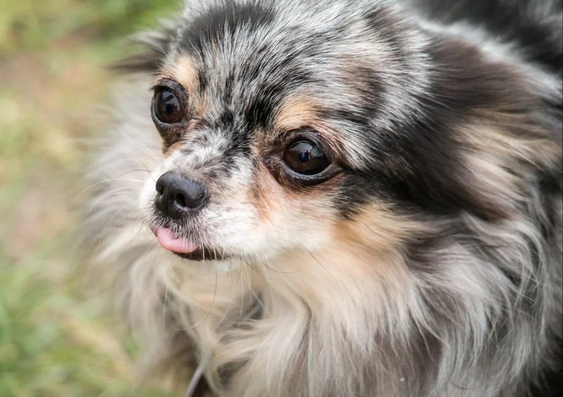 35485 Tierwelt - Chihuahua Puzzle