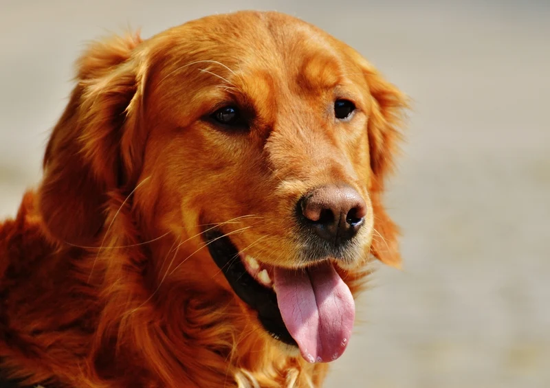 35475 Tierwelt - Golden retriever Puzzle