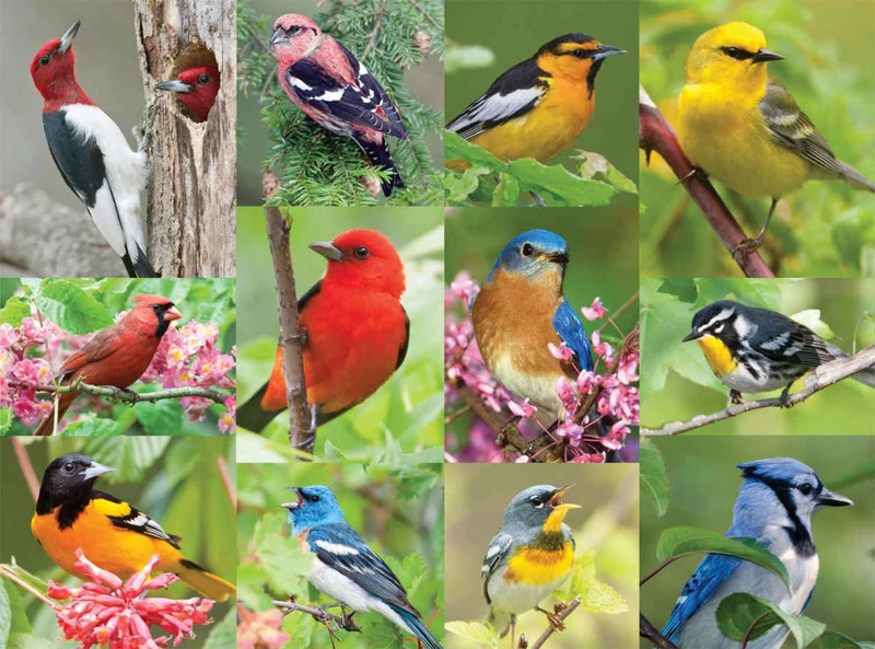 Birds of a Feather, Leaman Photography