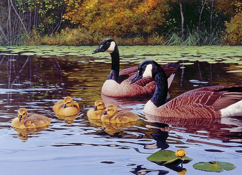 Platts Pond, Rod Lawrence