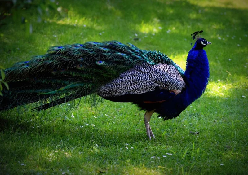 19480 Tierwelt - Pfau Puzzle